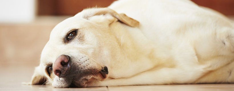 10 alimenti cancerogeni per i cani da evitare: la lista completa