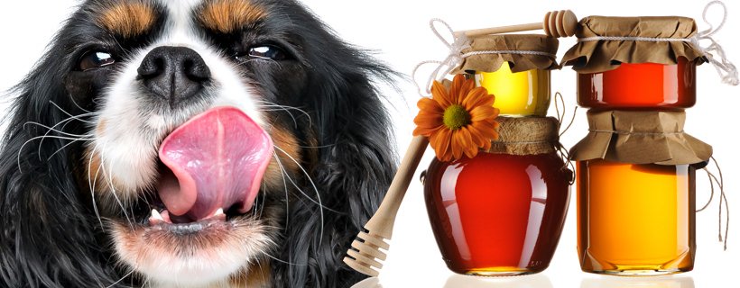 Il miele per cani: i 6 benefici del miele sulla salute del cane