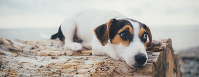 Le migliori 9 razze di cani ideali per i climi caldi