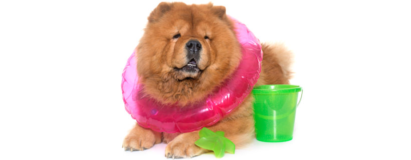 La classifica delle 10 razze canine che rimangono più pulite
