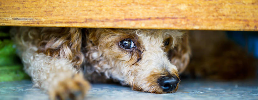 Attacchi di panico nei cani: come riconoscerne i segni