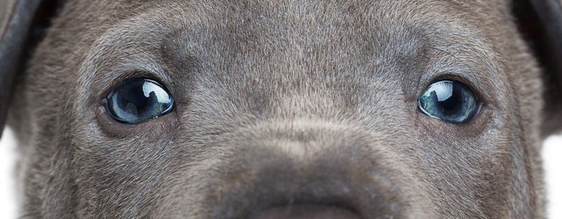 Infezione agli occhi nei cuccioli di cane: tipi, cause e trattamenti utili