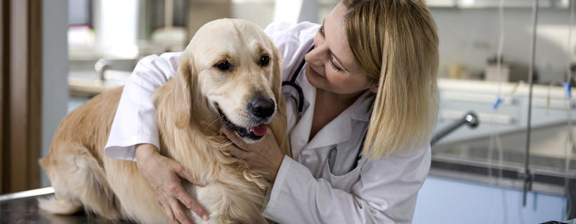 Torsione / dilatazione gastrica (GDV) nei cuccioli di cane: segni, sintomi e rimedi