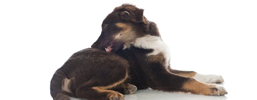 L'orticaria nei cani: le cause e i migliori trattamenti