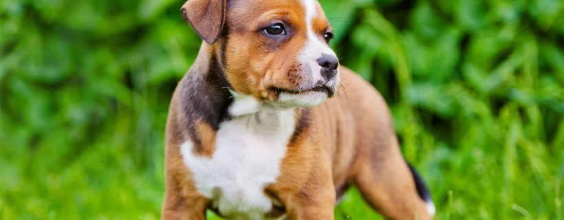 Probiotici &amp; Prebiotici per Cani: 5 Motivi per cui i Veterinari li Raccomandano