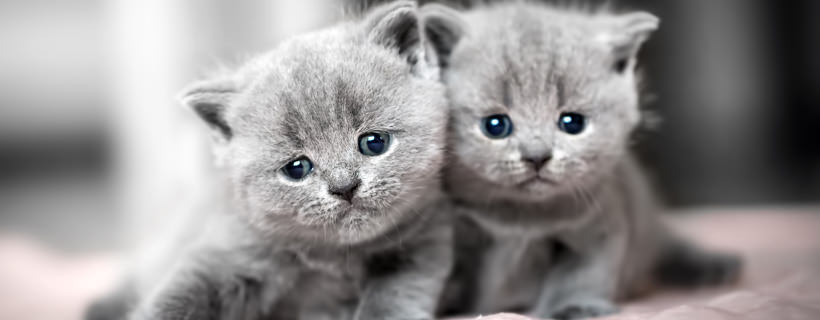 9 imperdibili curiosità sui gattini che (forse) non conoscevi