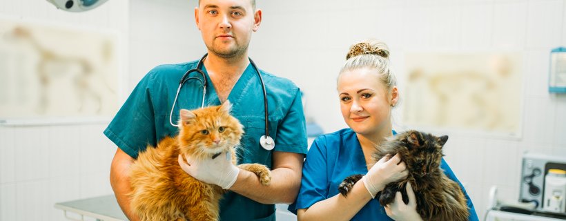 Filaria nei gatti (sindrome della vena cava): cause e trattamenti