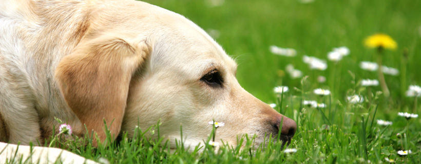 I 5 allergeni più comuni nei cani