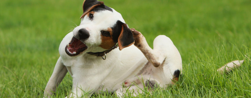 Trattamenti (orali o iniezioni) per le allergie nel cane