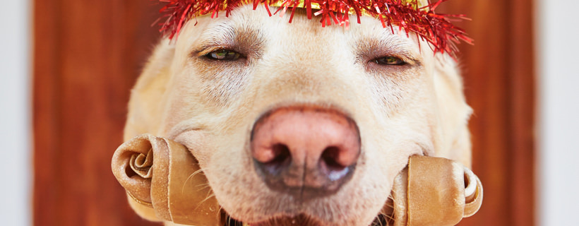 Quali sono le razze di cani più socievoli? Ecco le prime 5