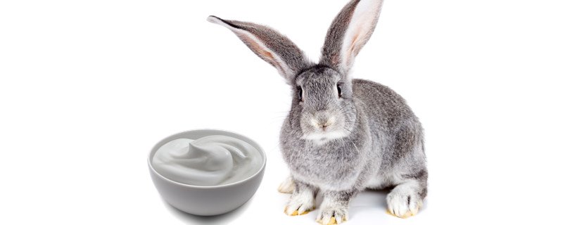 I conigli possono mangiare lo yogurt?