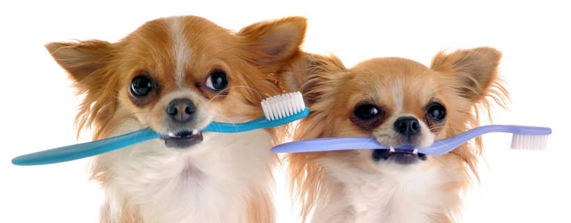 5 errori da evitare quando lavate i denti al vostro cane