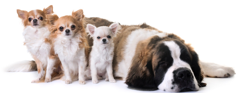 5 considerazioni sulla cura ed il mantenimento di un cane di taglia grande (o gigante)