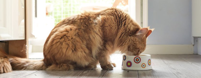 10 domande (e risposte) sulla corretta alimentazione del tuo gatto