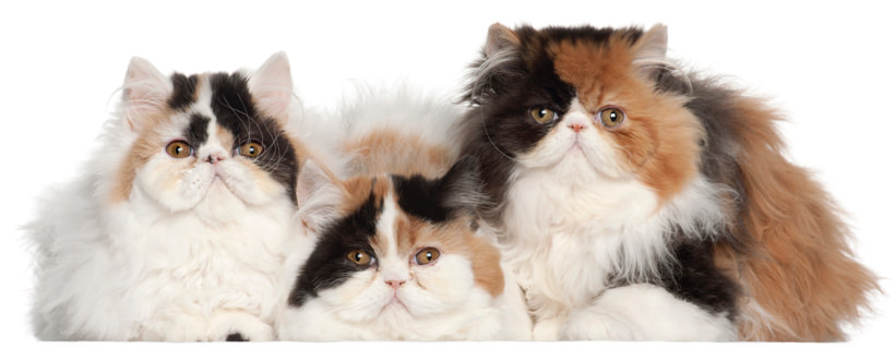 5 caratteristiche peculiari della personalità di un gatto Persiano