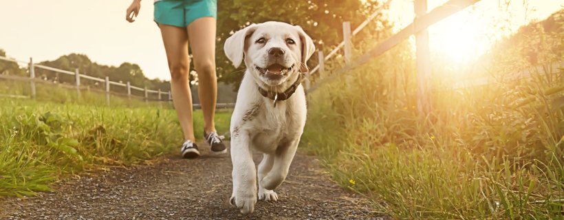 Cinque consigli nutrizionali per aiutare il proprio cane a mantenere il suo peso forma, favorendone cos&igrave; il benessere e la salute