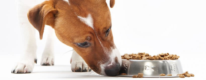 Cosa rende un cane aggressivo verso il cibo?