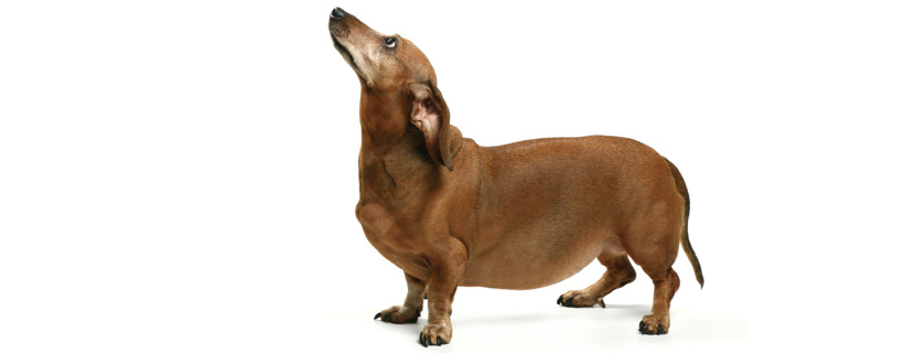 Cane obeso: qual &egrave; la causa dell'obesit&agrave; nei cani?