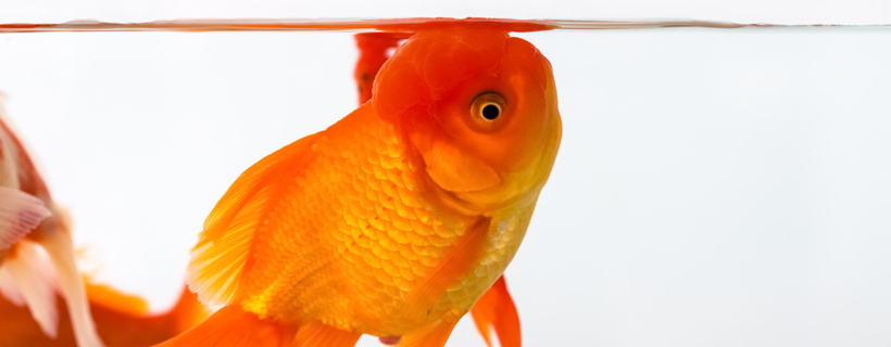 Come capire se il vostro pesce rosso sta male: una lista completa dei sintomi
