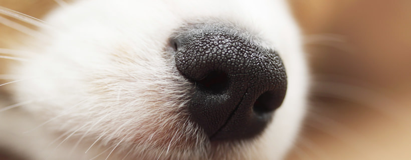 Come stimolare (e affinare) l'olfatto del vostro cane