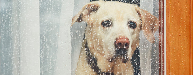 Consigli per far svagare il vostro cane quando c'è brutto tempo