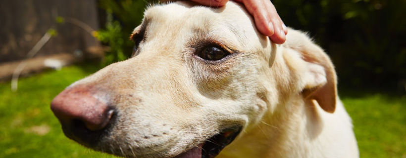 Perché alcuni cani si abbassano (o sussultano) quando provate ad accarezzarli sulla testa?