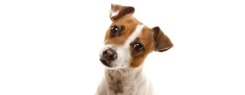 La coprofagia: perch&eacute; il cane mangia le feci del gatto?