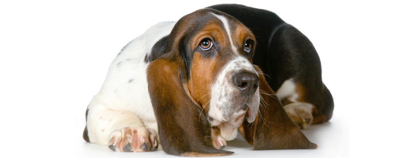 Le cause più comuni dietro le malattie epatiche nei cani