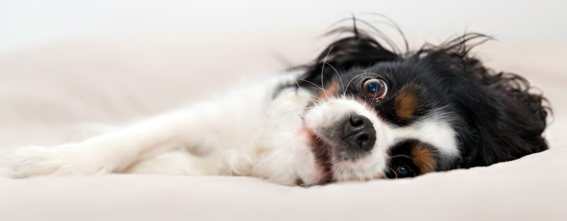 Comprendere le 5 abitudini del sonno del tuo cane