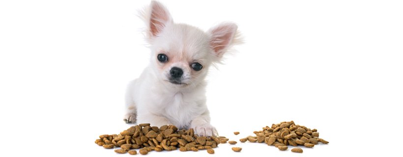 Cosa posso dare da mangiare al mio Chihuahua? L'alimentazione ideale