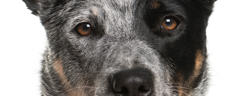 Le 5 razze di cani che godono di una buona salute