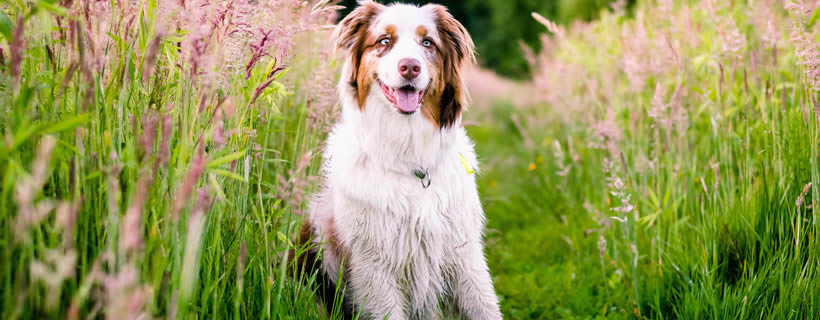 Dieci tipi di allergie che possono colpire i cani