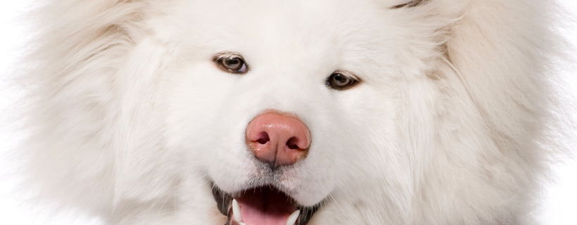 Le 10 razze di cani più testarde