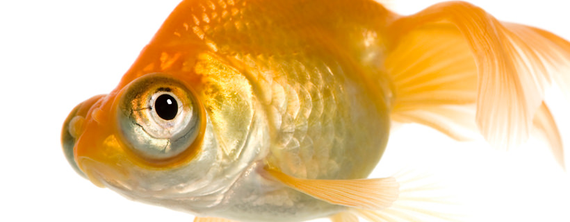 50+ cose interessanti sui pesci rossi