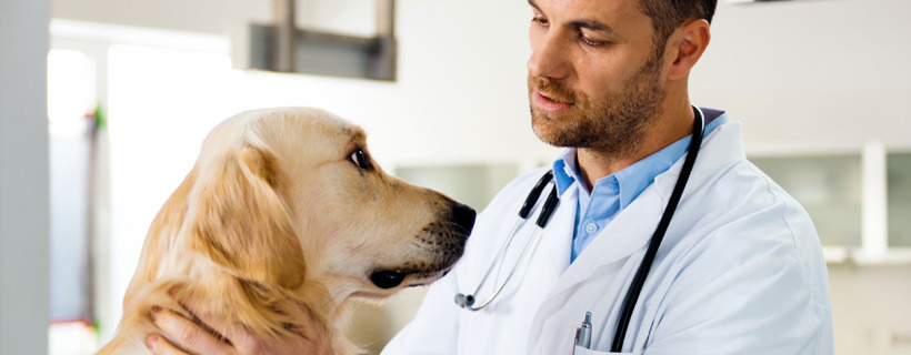 Trattamenti per i cani con il cancro: la differenza tra chemioterapia e radioterapia