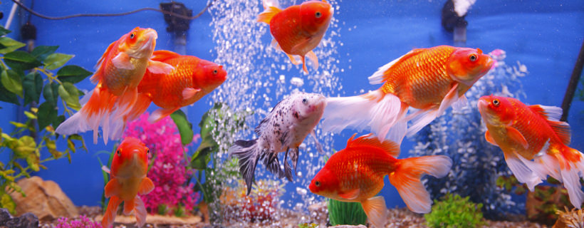Di che dimensioni deve essere la vasca per i pesci rossi?