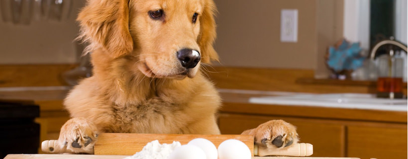 Cibo per cani fatto in casa: ingredienti e consigli utili