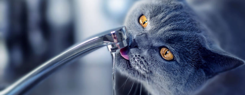 Il tuo gatto ha sempre sete? Fa solo caldo o c'è qualcosa che non va?
