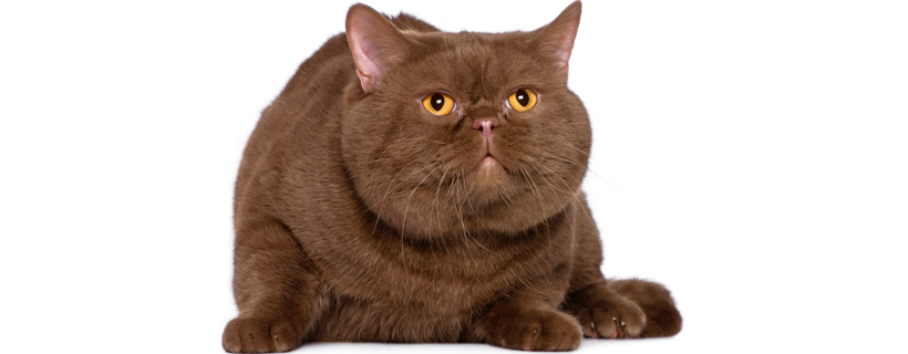 Test della personalità felina: il colore di un gatto può determinare la sua personalità