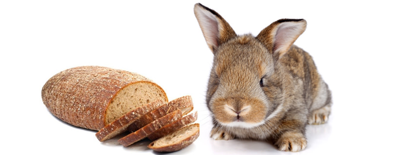 I conigli possono mangiare il pane?