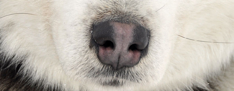 Perché il pigmento del naso di un cane impallidisce (snow nose)