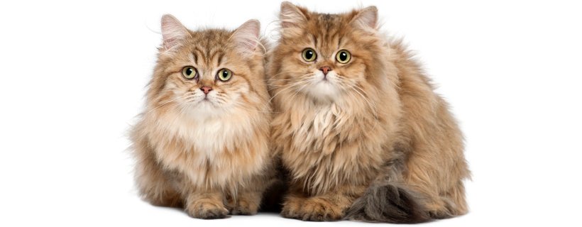 Meglio scegliere un gatto maschio o femmina? Pro e contro