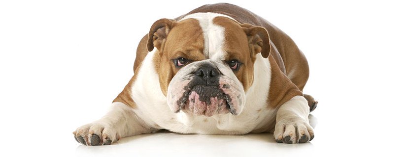 7 fattori spesso sottovalutati che potrebbero influire sul peso del vostro cane