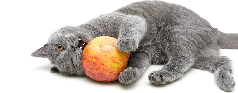 Cosa possono mangiare i gatti? 43 alimenti umani che possono mangiare anche i gatti
