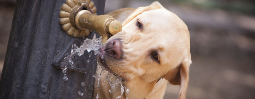 Il cane beve tanto: Ecco perch&eacute; beve troppa acqua