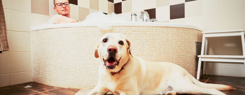 Perché il tuo cane ti guarda mentre ti spogli o fai la doccia?