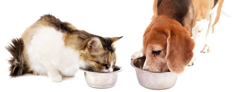 Alimentazione cani e gatti: quali sono le principali differenze?