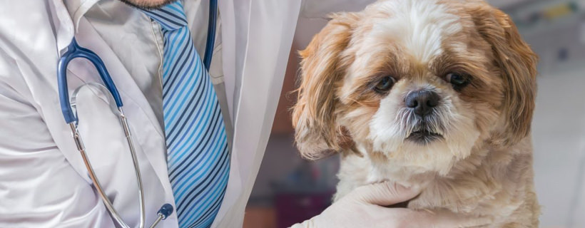 È davvero necessario sverminare un cane regolarmente?