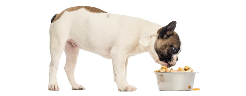 Consigli e suggerimenti sull'alimentazione di un Bulldog Francese