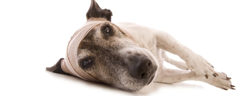 La meningite nei cani: cause e cure
